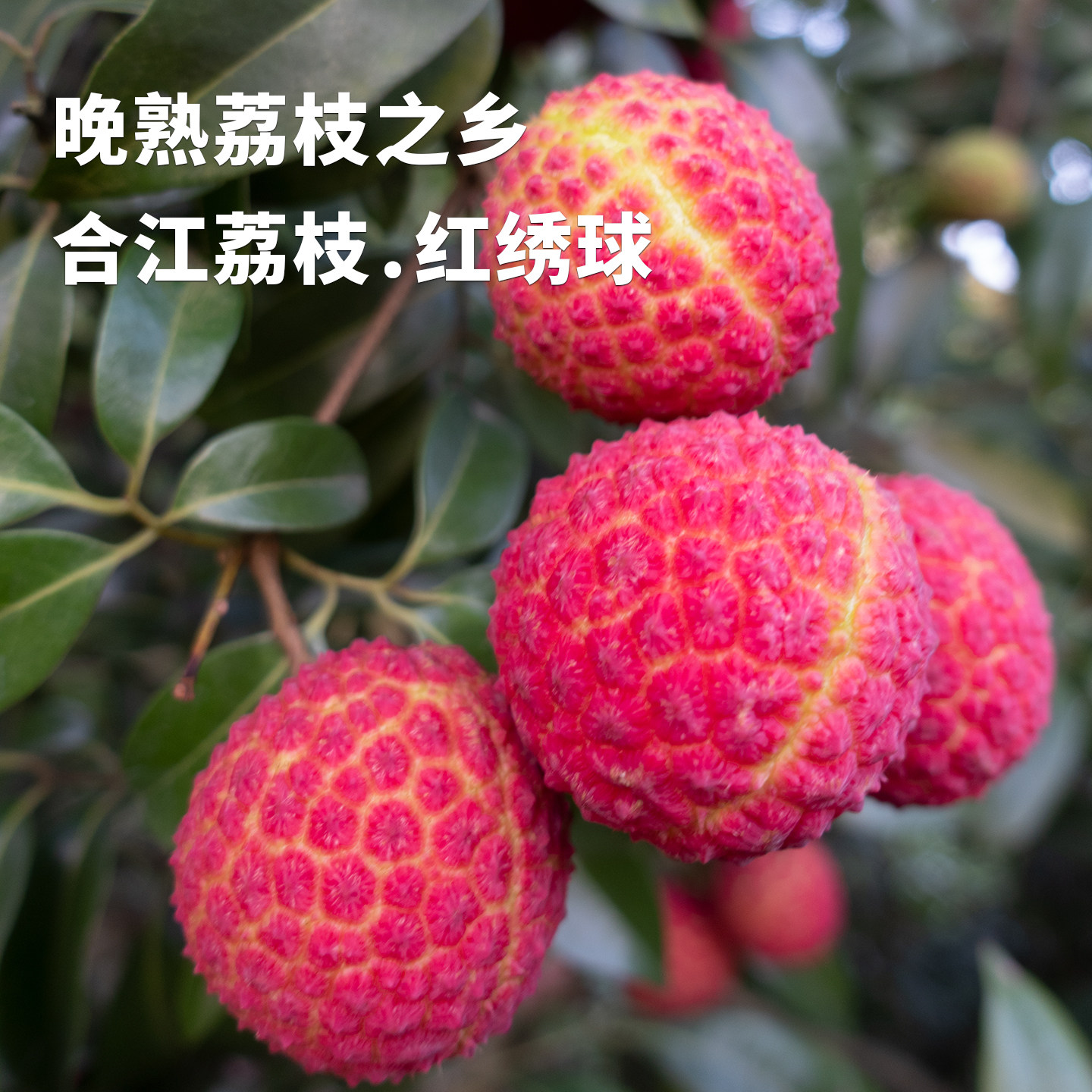 四川合江带绿荔枝新鲜现