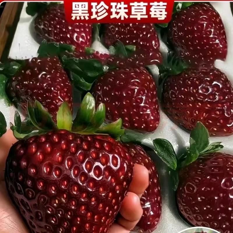 【顺丰包邮】真红美铃草莓丨黑美人日本黑珍珠黑草莓新鲜水果现摘