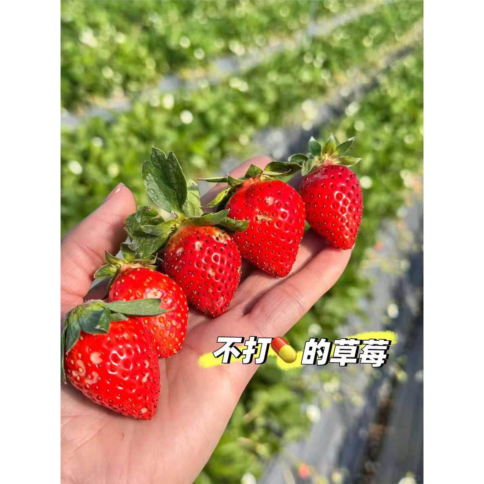 凉山西昌露天香野隋珠纯甜草莓全熟采摘产地顺丰直发礼盒新鲜水果