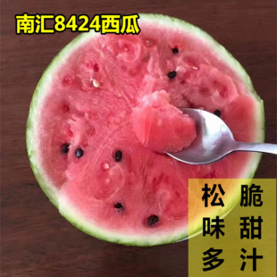 产地直发正宗上海南汇8424西瓜2只10~16斤礼盒装头藤西瓜新鲜水果