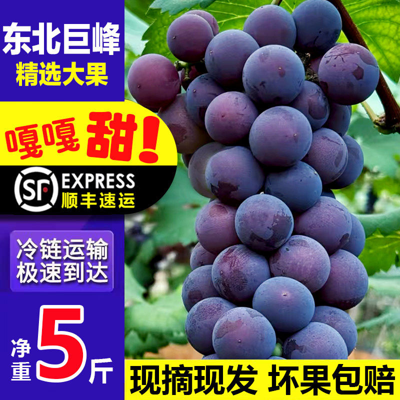顺丰东北巨峰葡萄新鲜无籽送礼网红孕妇水果黑提非辽峰黑粒大果