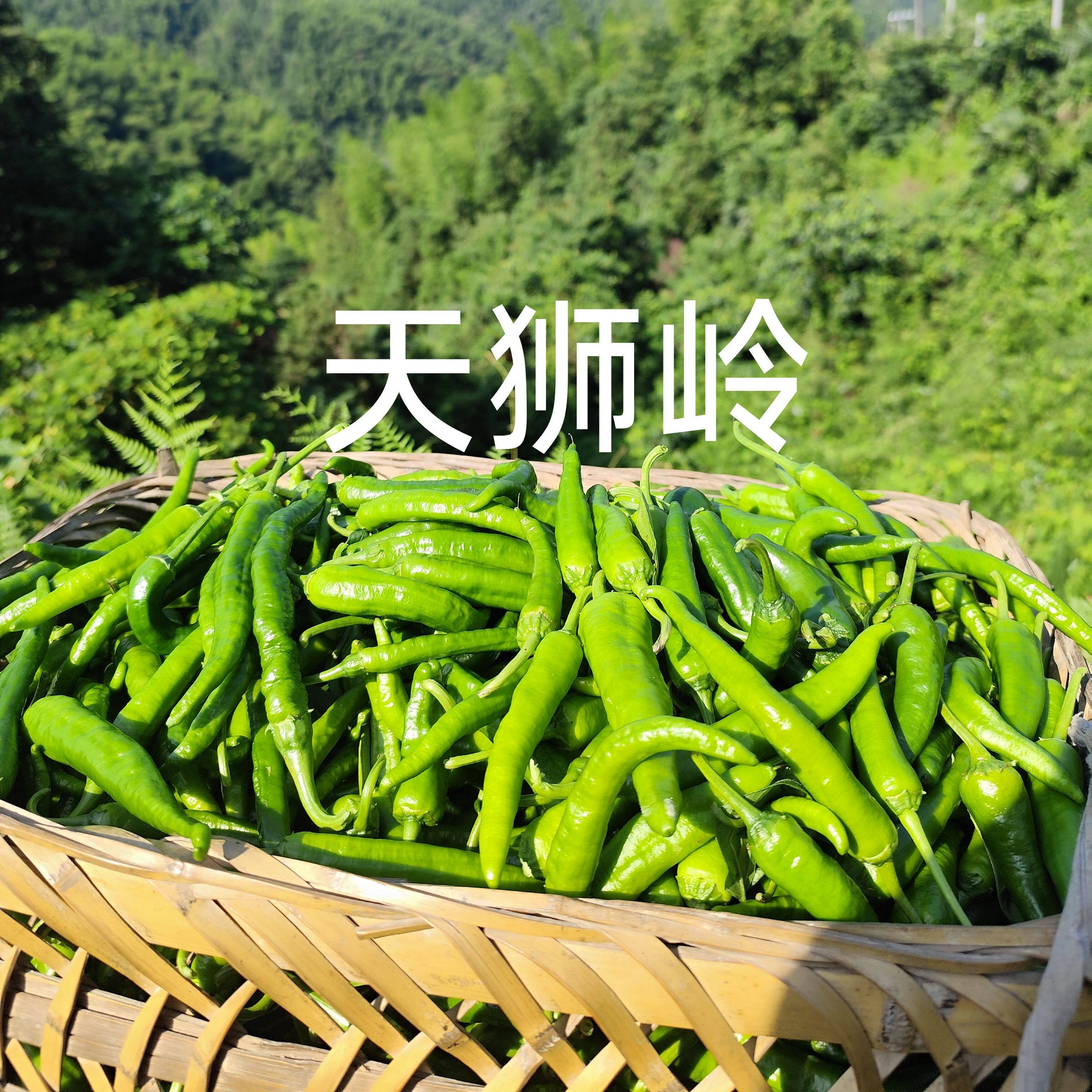 老品种辣椒新鲜辣椒青辣椒湖南辣椒二荆条农家辣椒现摘发货5斤装