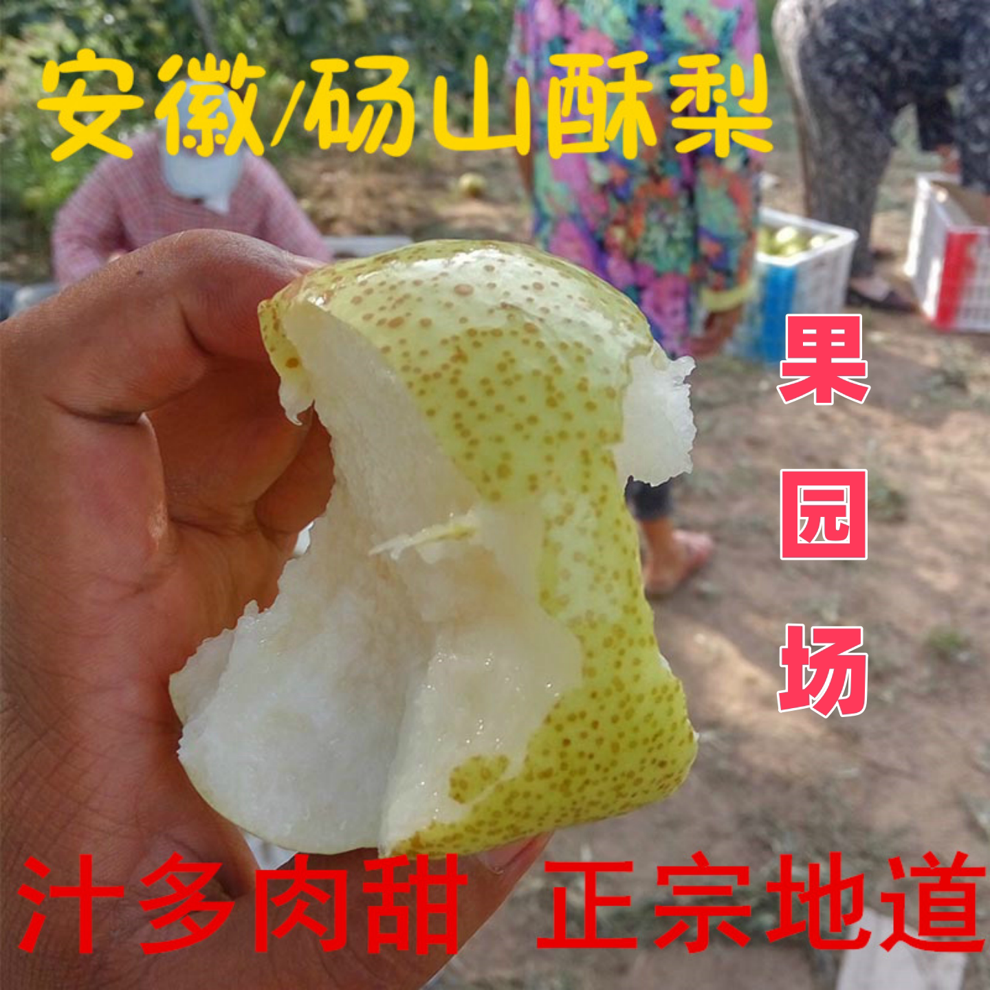 蒋小蒙安徽正宗 砀山酥梨10斤 砀山梨 新鲜水果梨子 多汁汤山雪梨