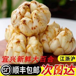 顺丰包邮宜兴百合新鲜现挖微苦农家百合口感粉糯新鲜蔬菜大百合
