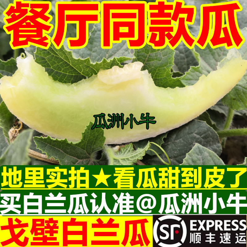 甘肃白兰瓜戈壁银蒂兰州