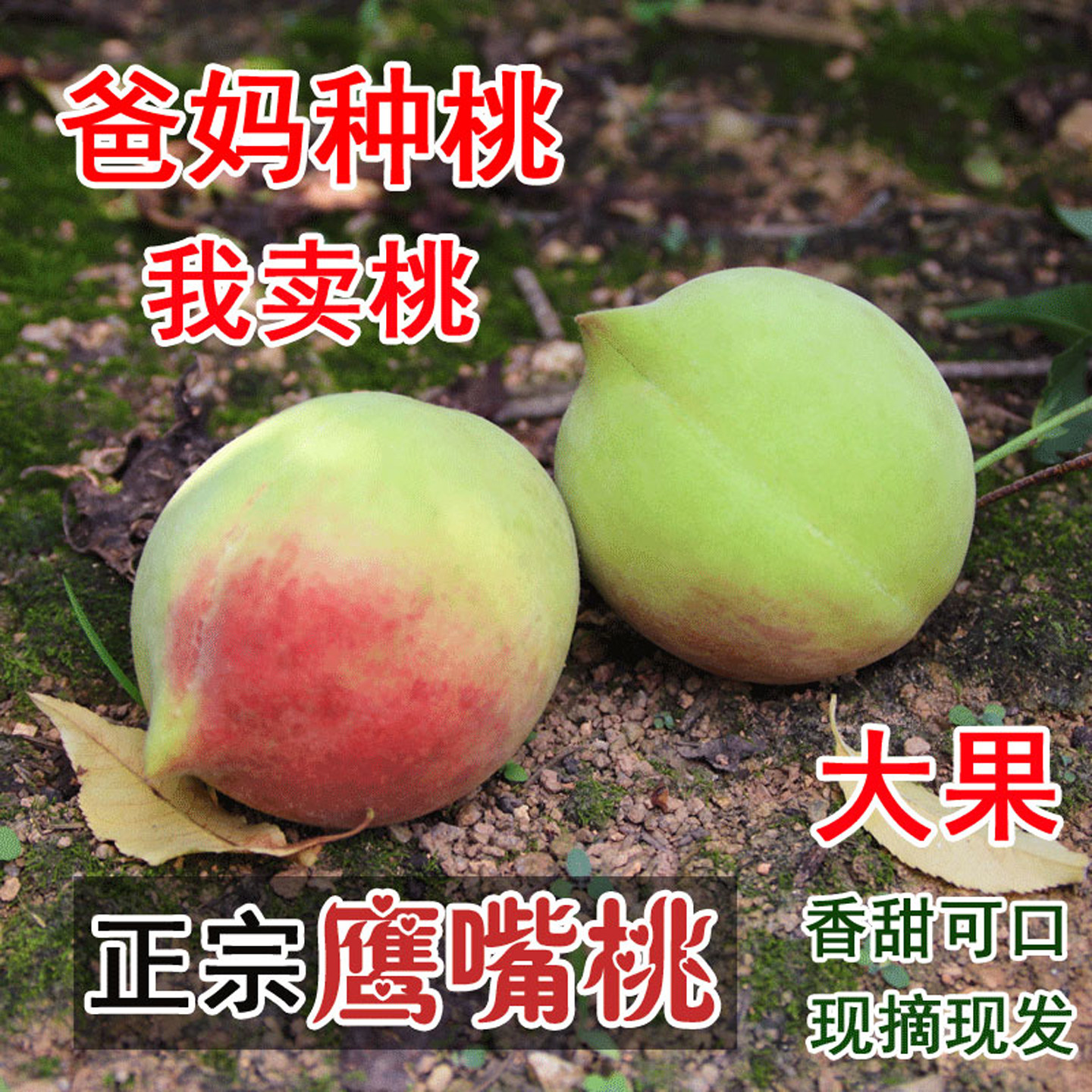 正宗鹰嘴桃9斤新鲜当季脆