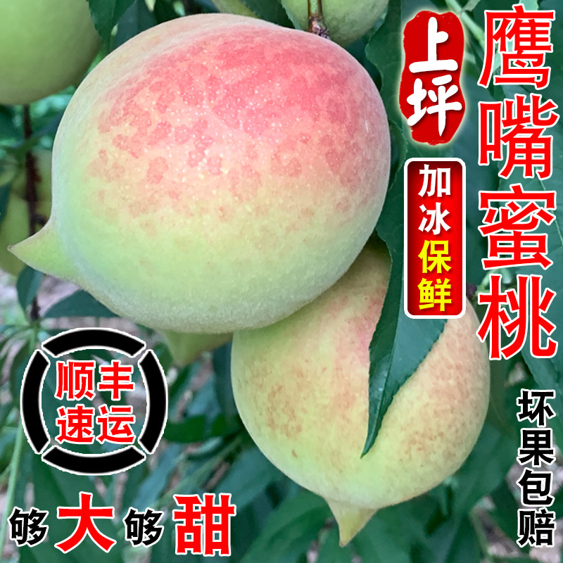 正宗连平鹰嘴蜜桃特大果