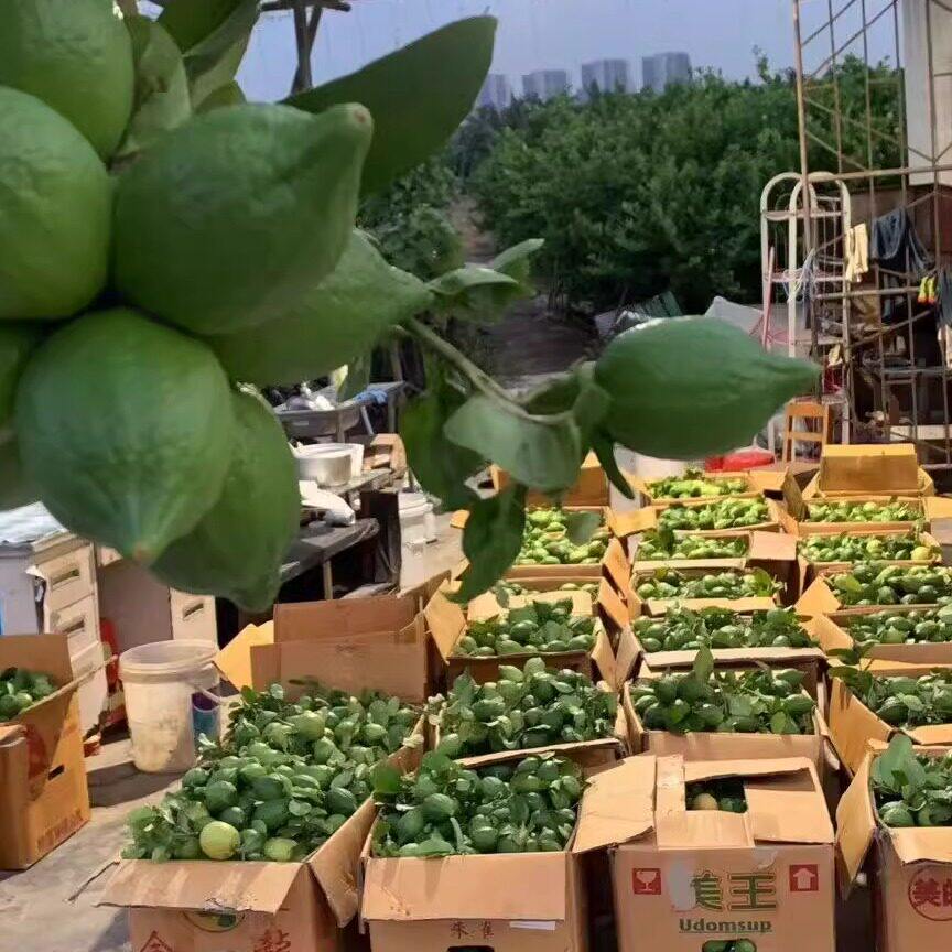 一级果5斤包邮广东香水柠檬新鲜无籽四季奶茶店专用青柠