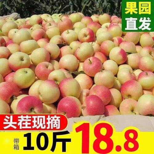 嘎啦苹果2024红富士应当