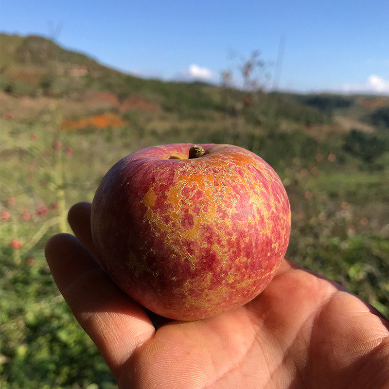 云南蒙自西北勒新鲜现摘半野生酥脆酸甜冰糖心丑苹果5斤