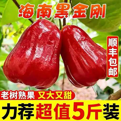 【顺丰包邮】海南黑金刚