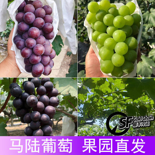 净重10斤拼装上海马陆巨