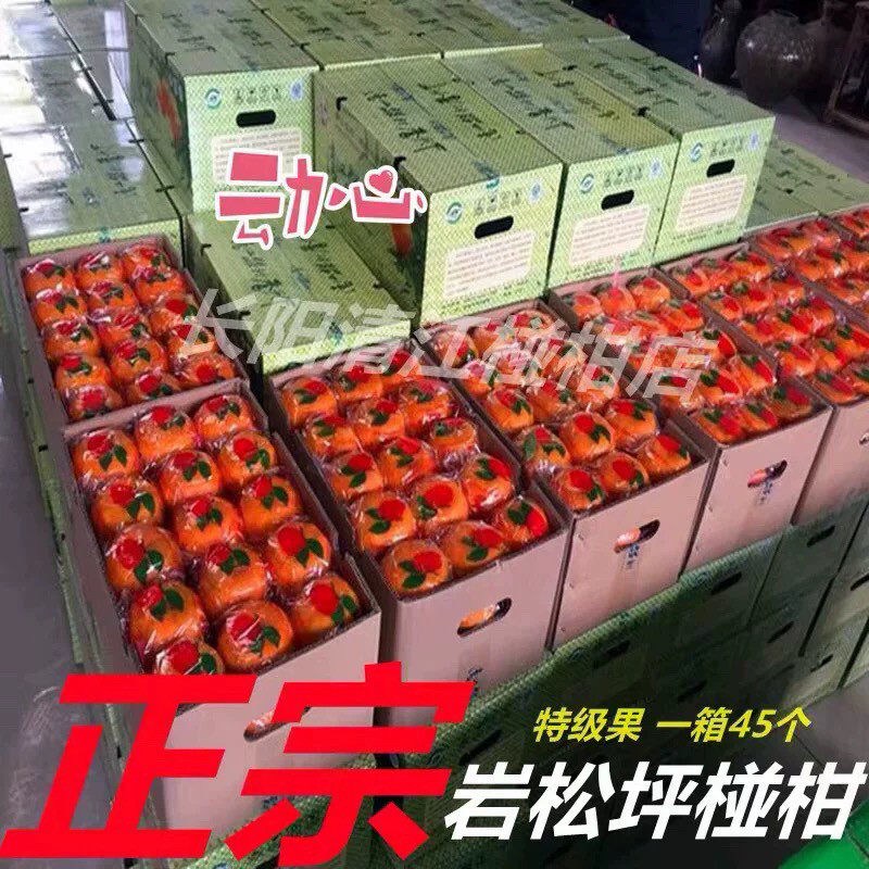 长阳清江椪柑岩松坪桔子蜜桔芦柑橘子新鲜当季碰柑水果特级宜昌