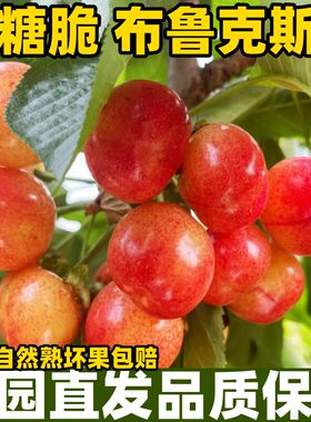 山东布鲁克斯大樱桃冰糖