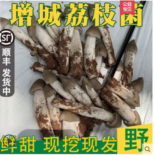 增城野生新鲜荔枝菇鸡枞