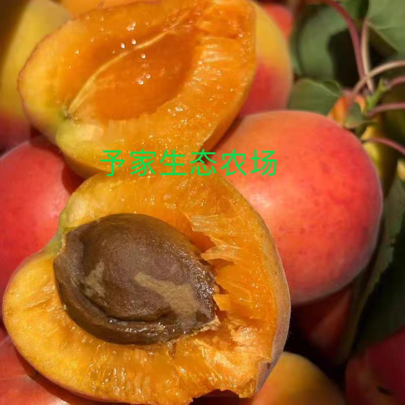 青岛崂山蜜杏红杏荷兰