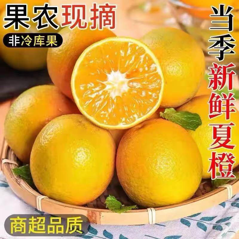 现货现摘新鲜夏橙当季9斤
