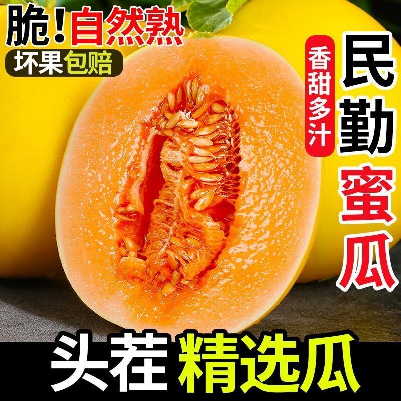 正宗甘肃民勤蜜瓜沙漠黄