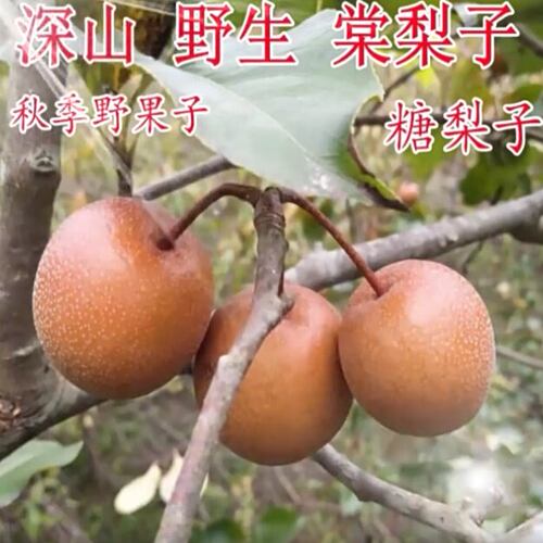 广东河源棠梨子新鲜小糖