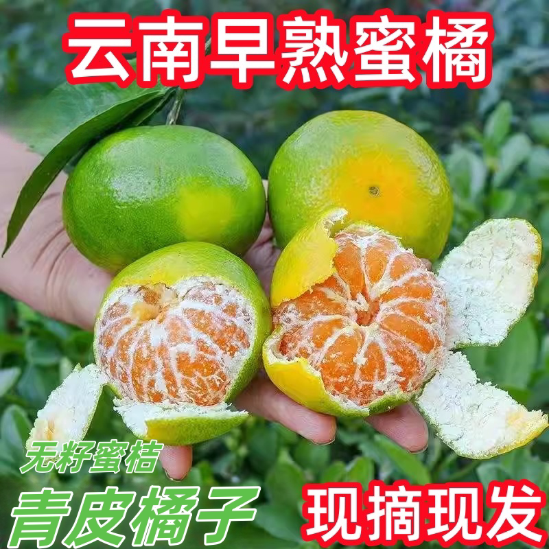 现货云南青皮蜜橘新鲜绿