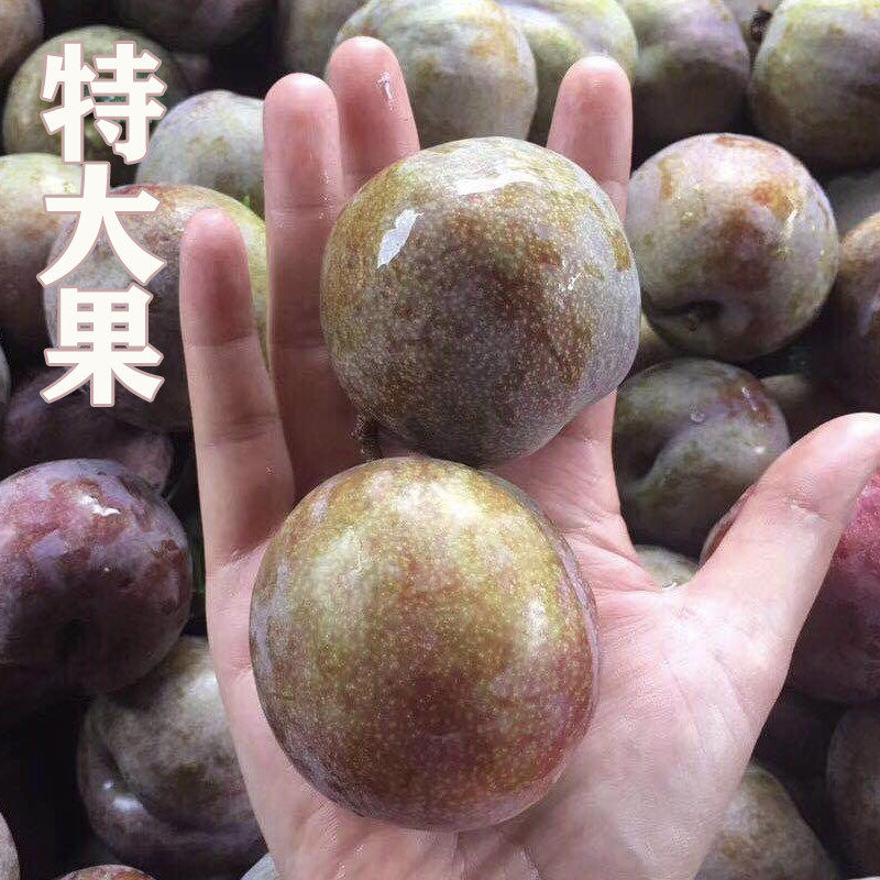 正宗韶关翁源三华李特级