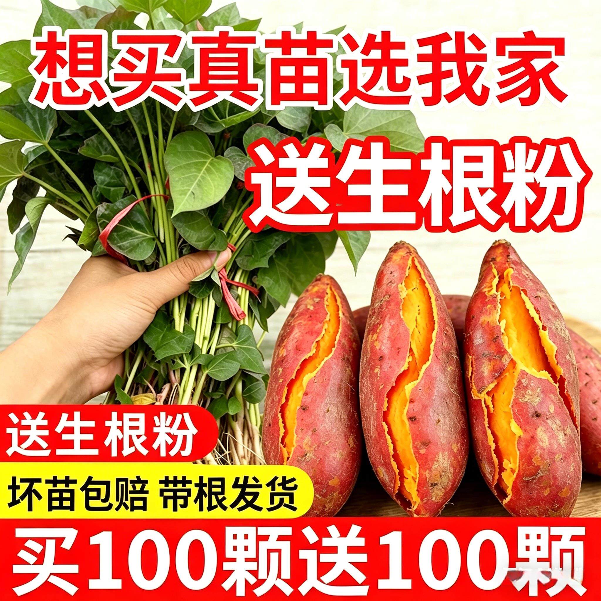正宗西瓜红红薯苗种蜜薯