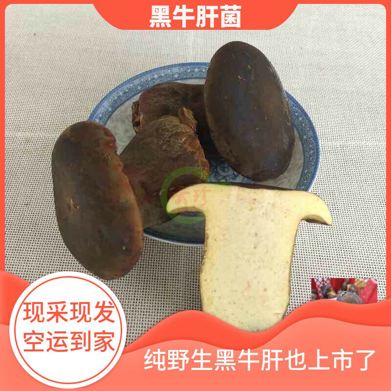 新鲜黑牛肝菌500g非干货美味山珍蘑菇 现摘食用菌野生菌顺丰包邮