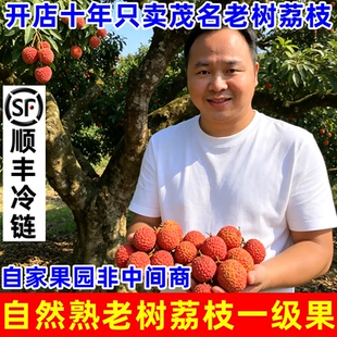 正宗茂名高州老树白糖罂荔枝新鲜摘桂顺丰5斤妃子味糯米笑糍水果