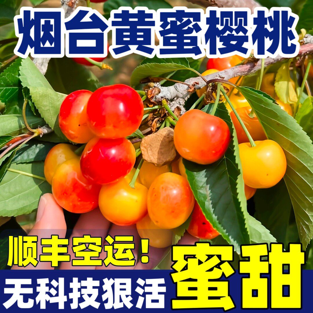 山东烟台大樱桃黄露天黄