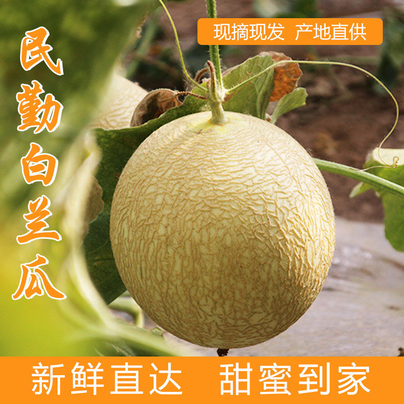 2个瓜7斤左右甘肃民勤黄河蜜瓜兰州白兰瓜甜瓜银蒂新鲜水果哈蜜瓜