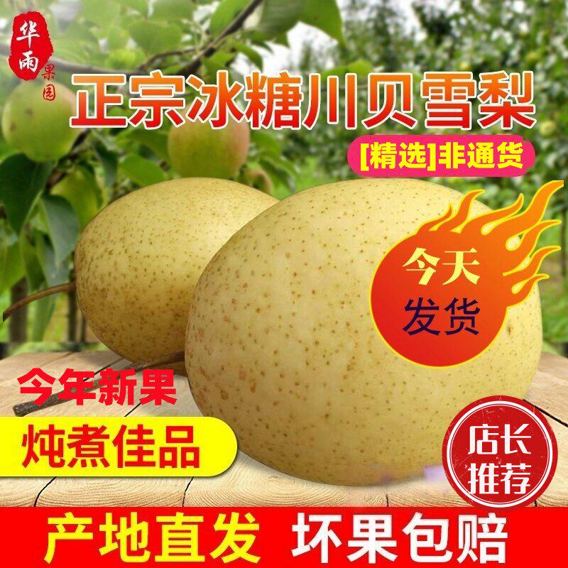 正宗雪梨新鲜水果河北赵县雪花梨梨子秋梨冰糖雪梨当季古树梨整箱