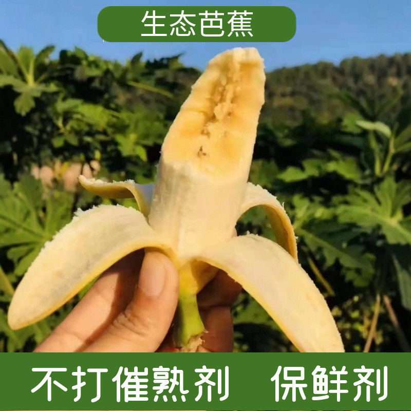 云南西双版纳新鲜野生芭蕉现摘现发热带水果自然熟正宗芭蕉包邮,包装,水果包装,淘宝优惠券,粉丝福利购,淘宝优惠卷