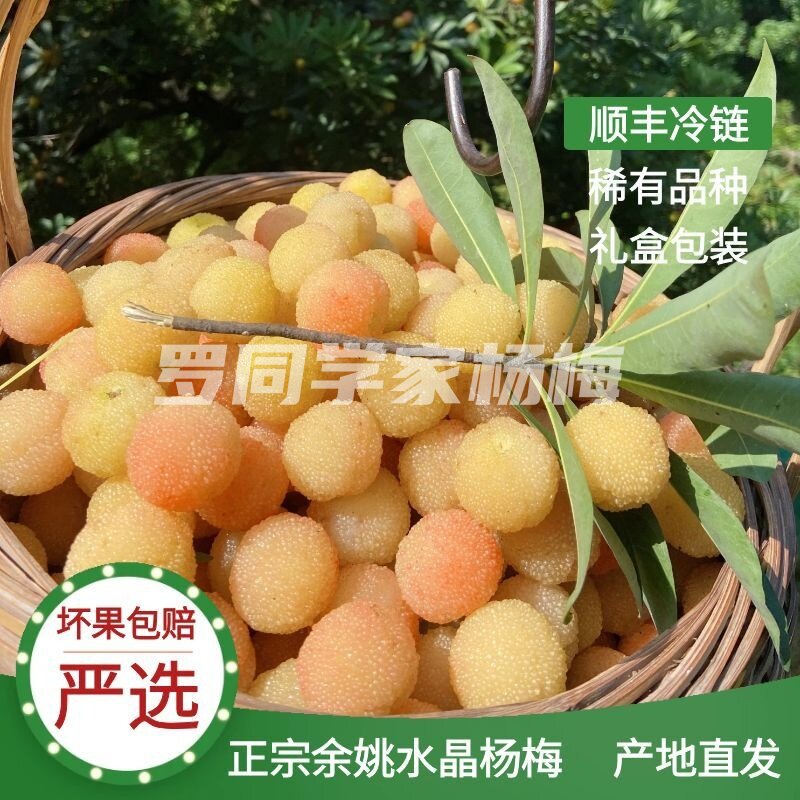正宗余姚水晶白杨梅新鲜