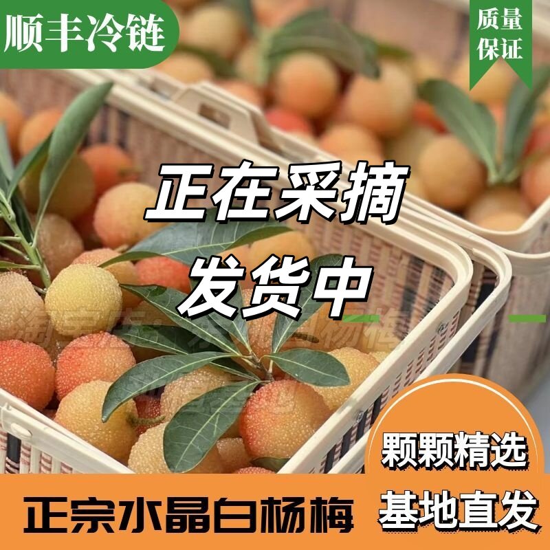 稀有品种二都水晶白杨梅余姚新鲜杨梅农家孕妇水果应季现摘现发