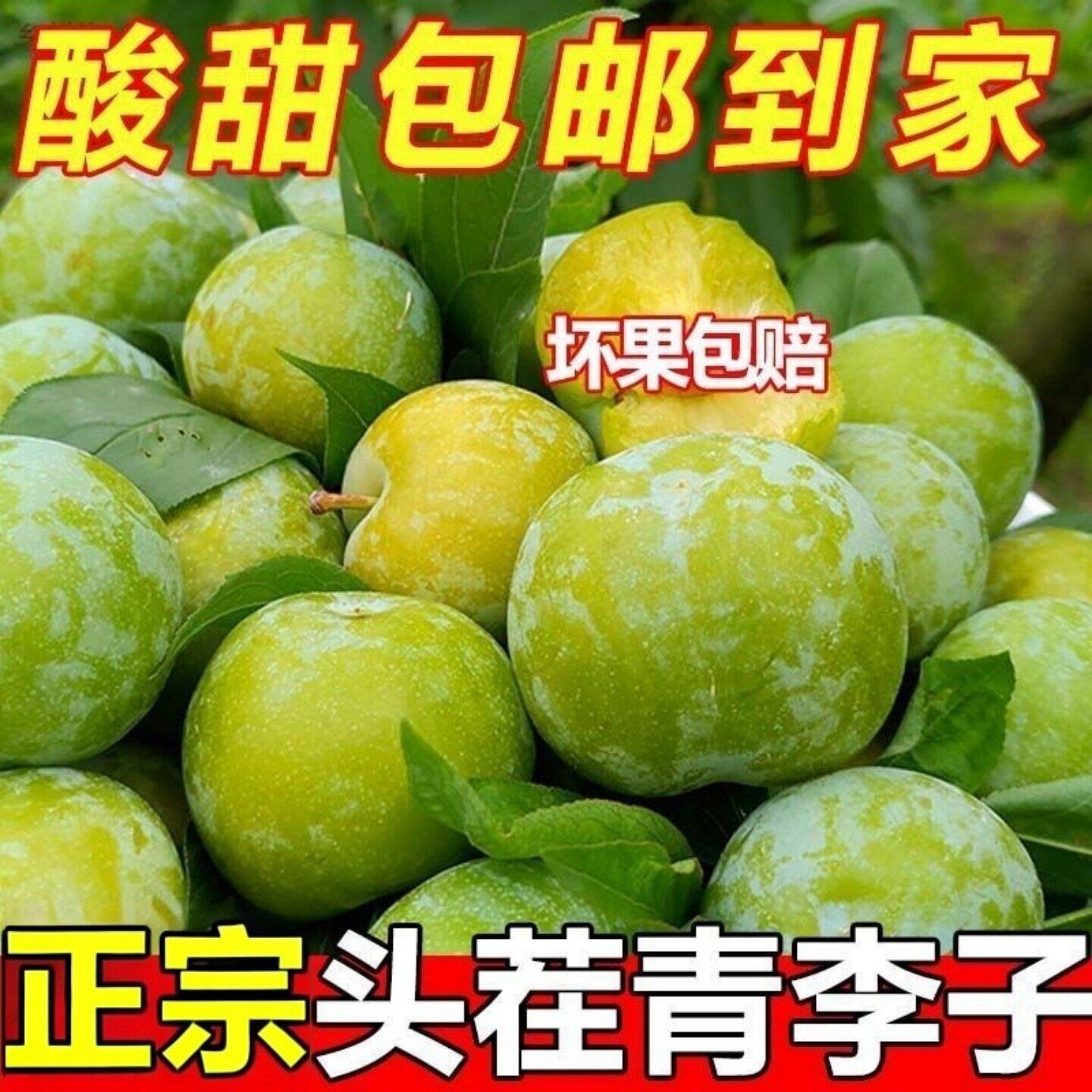 当季5斤现摘青脆李新鲜水