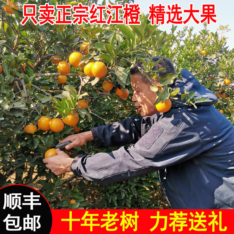 正宗红江橙廉子农场现摘