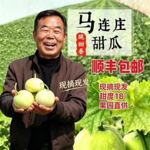 青岛马连庄甜瓜正宗莱西特产小香瓜脆甜当季新鲜水果现摘顺丰包邮
