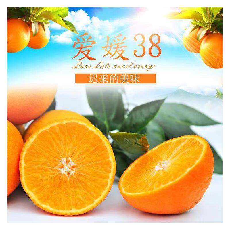 源自四川构溪河国家湿地公园的香橙果冻橙爱媛38橙甜橙柑橘皇后