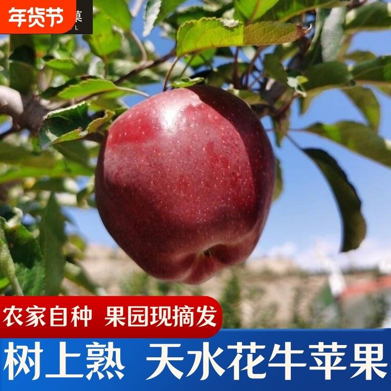 现货甘肃天水花牛苹果婴儿刮泥粉面新鲜水果老人宝宝辅食粉果现摘,包装,水果包装,淘宝优惠券,粉丝福利购,淘宝优惠卷