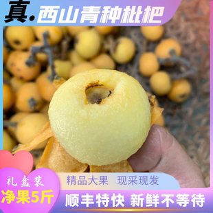 江苏苏州白梨枇杷白玉枇杷西山青种甜枇杷大果果肉黄白蜜黄白肉