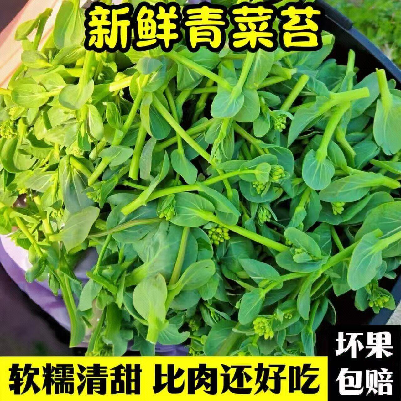 新鲜青菜苔现摘油霜打菜