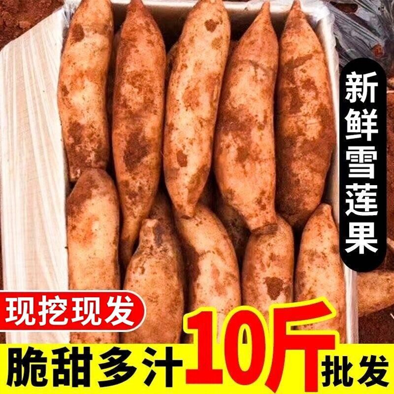 现挖新鲜雪莲果特级大10