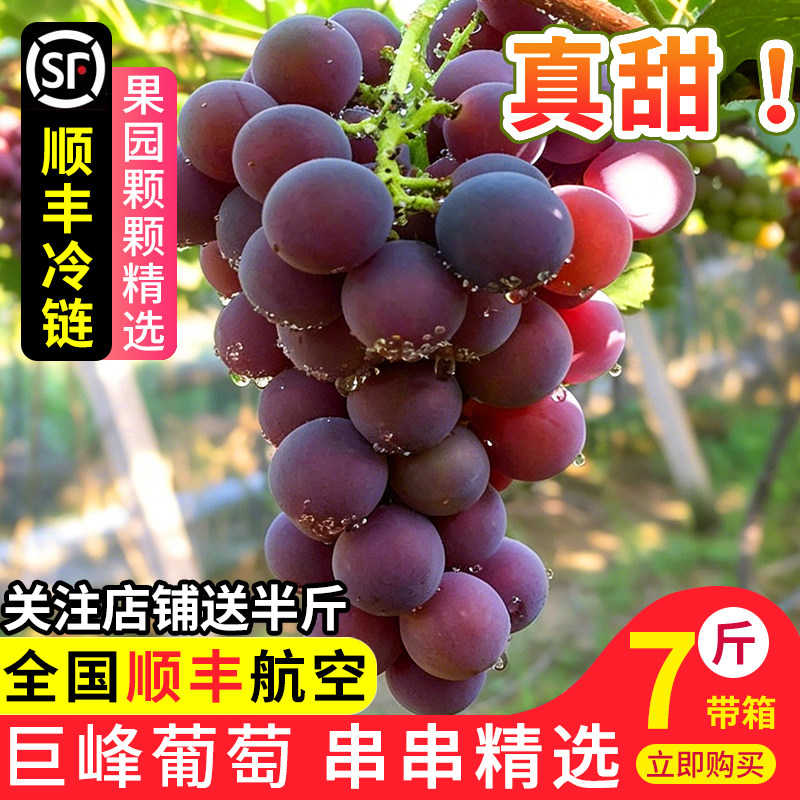 正宗浦江巨峰葡萄当季新