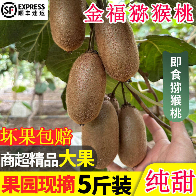 陕西周至金福猕猴桃新鲜