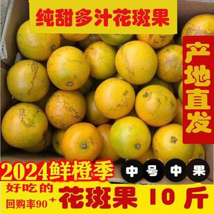 花斑橙纯甜无渣新鲜高原甜橙正宗冰糖橙花斑果特级老树橙子