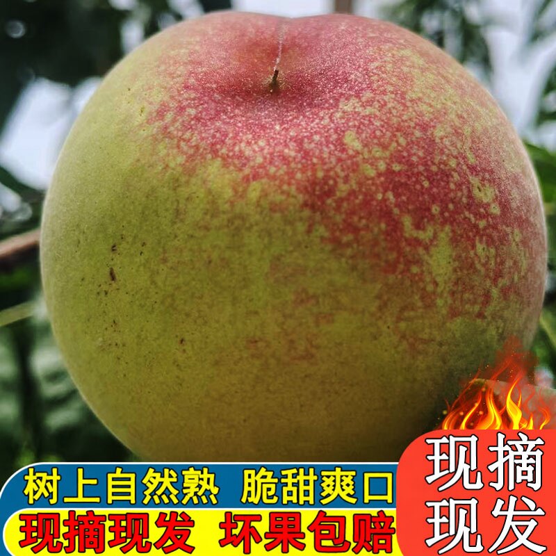 脆桃现摘发新鲜桃子10硬甜大青毛桃应当季孕妇水果5斤整箱