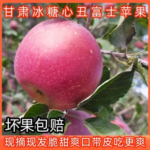 甘肃靖远三滩冰糖心红富士脆甜丑苹果高原山地自然生长成熟不打蜡