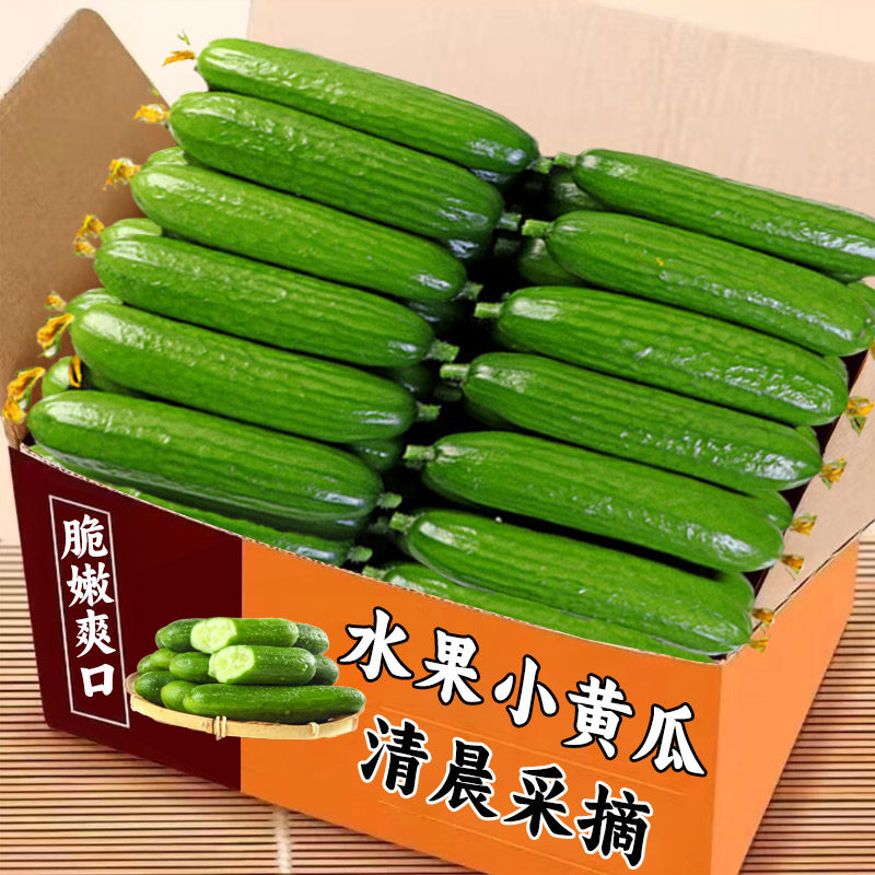 老农种植水果黄瓜新鲜生