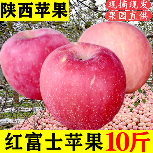 陕西红富士苹果冰糖心脆甜新鲜水果精选大果现摘现发10斤宝鸡咸阳