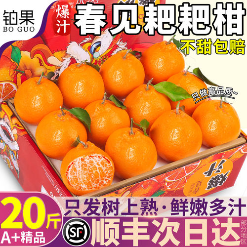 正宗四川春见耙耙柑水果